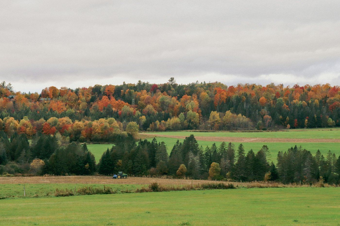 Autumn hay fields bordered by dark softwoods, with a hillside of hardwoods in fall colour behind
