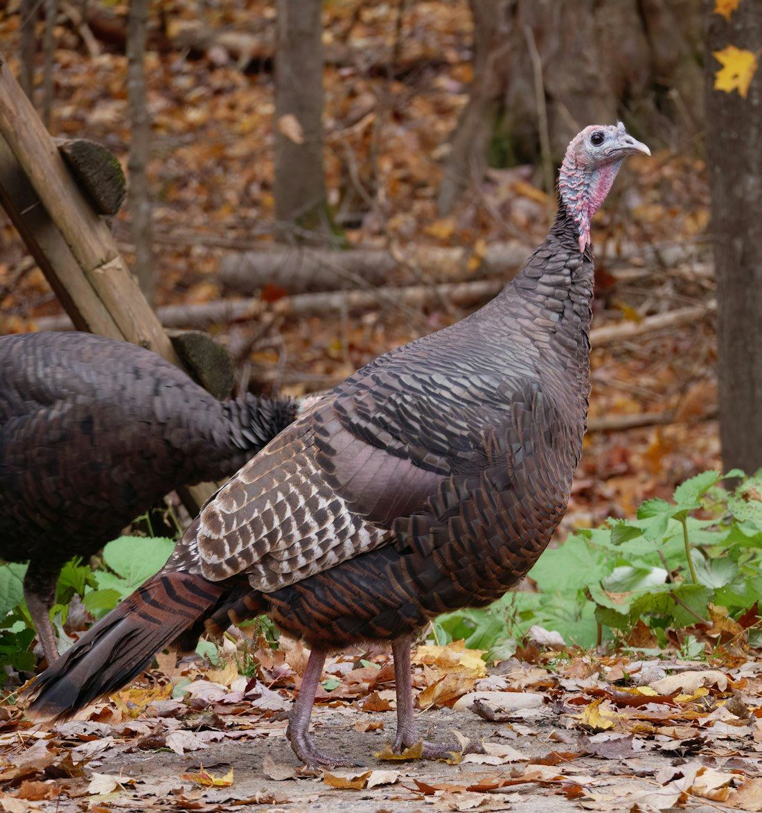 A wild turkey hen standing in fallen autumn leaves in the woods, with another turkey beside her