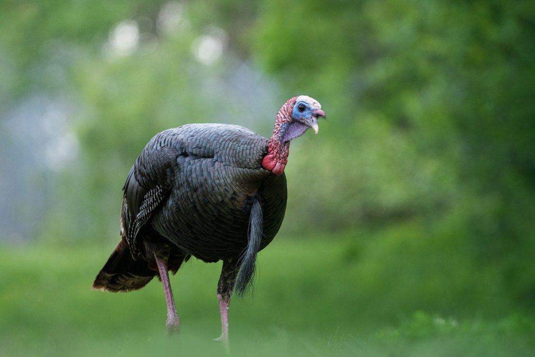 A wild turkey gobbler walking along a green woods edge